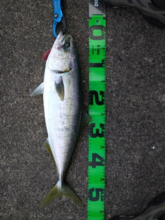 イナダの釣果