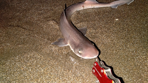 ホシザメの釣果