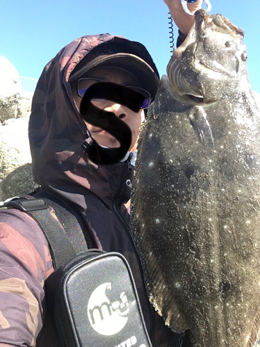 ヒラメの釣果