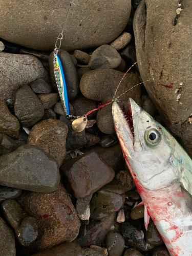 サゴシの釣果