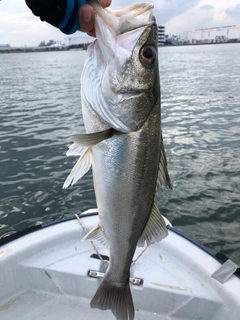 スズキの釣果