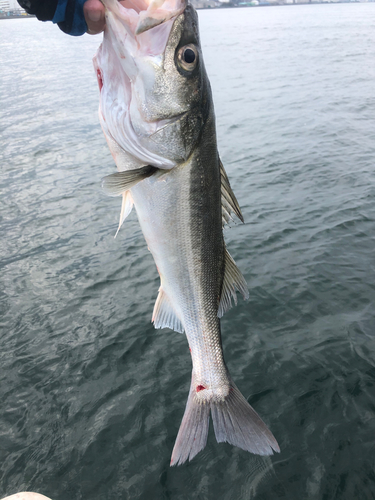 スズキの釣果