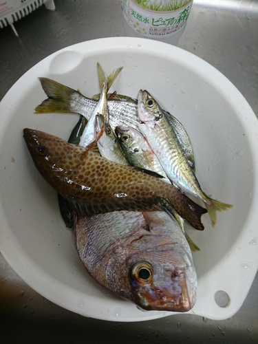 オオモンハタの釣果