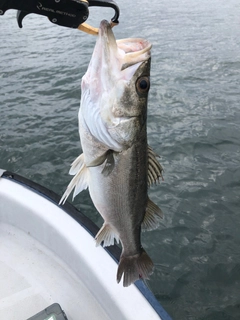 スズキの釣果