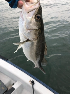 スズキの釣果