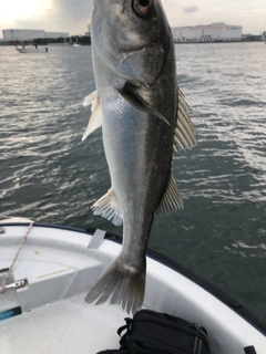 スズキの釣果