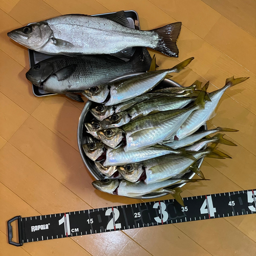 アジの釣果