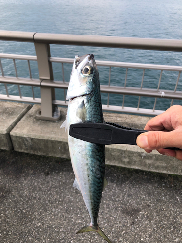 サバの釣果