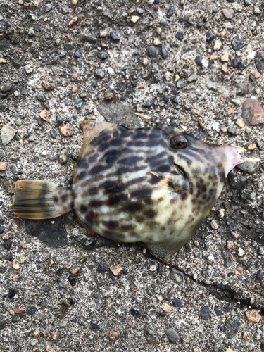 カワハギの釣果