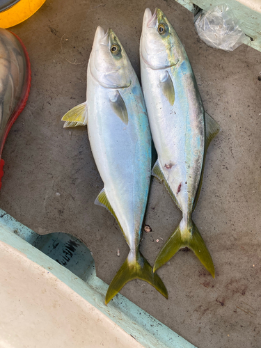 イナダの釣果