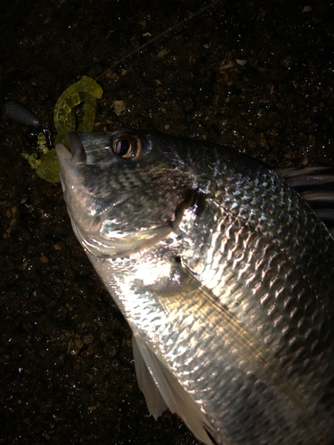 チヌの釣果