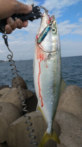 イナダの釣果