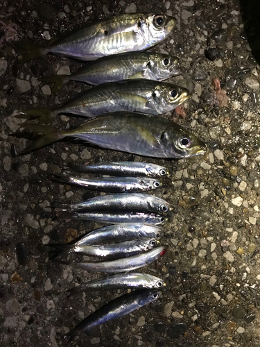 アジの釣果