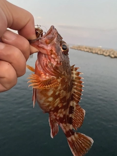 カサゴの釣果