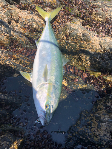 イナダの釣果