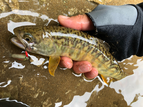 カワサバの釣果