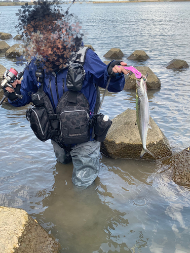 サゴシの釣果