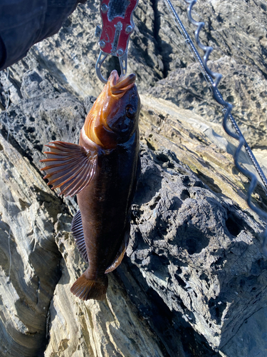 アイナメの釣果