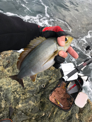 イサキの釣果