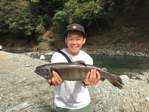 サクラマスの釣果