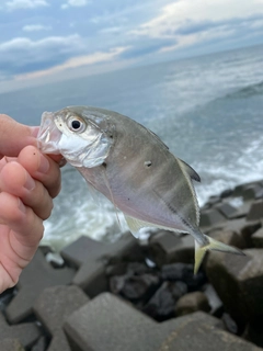 メッキの釣果