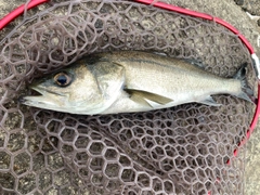 フッコ（マルスズキ）の釣果