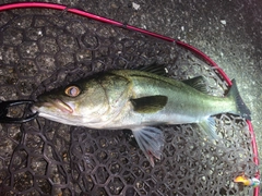 フッコ（マルスズキ）の釣果
