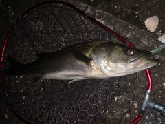 スズキの釣果