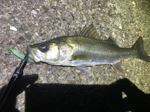 フッコ（マルスズキ）の釣果