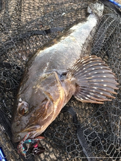 アイナメの釣果