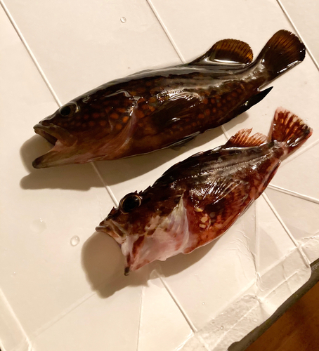 アコウの釣果