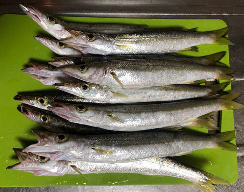 カマスの釣果