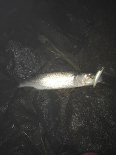 ボラの釣果