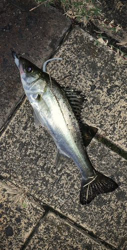 セイゴ（マルスズキ）の釣果