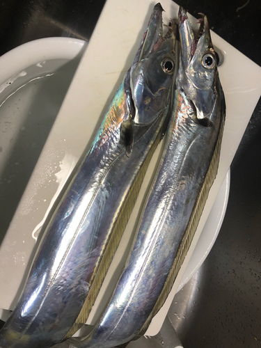 タチウオの釣果