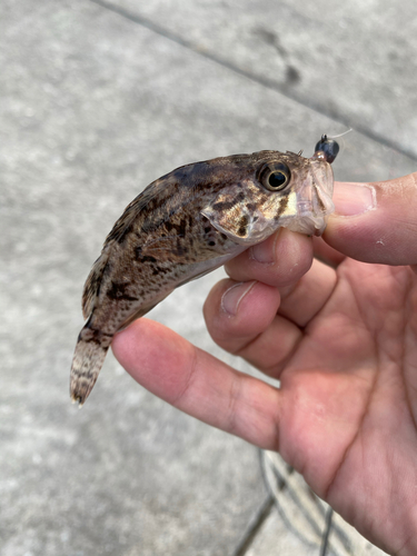 ソイの釣果