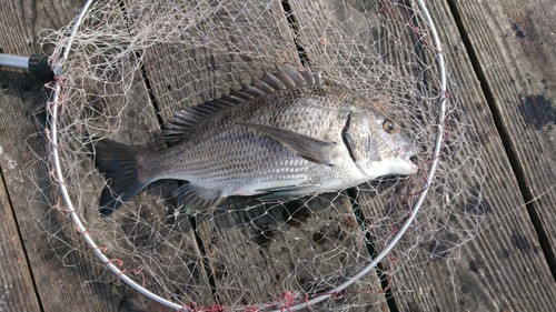 チヌの釣果