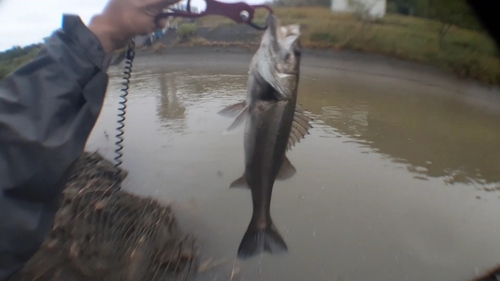 フッコ（ヒラスズキ）の釣果