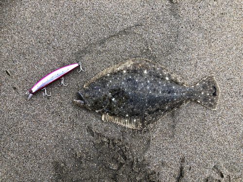 ヒラメの釣果