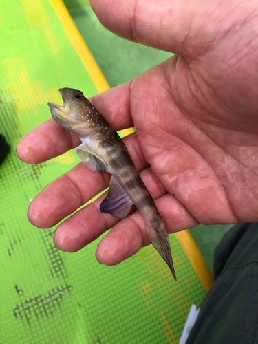 イトヒキハゼの釣果