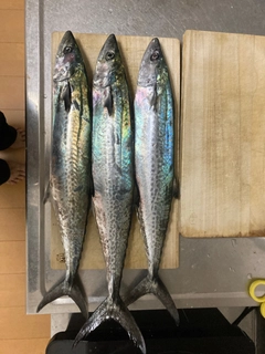 サワラの釣果