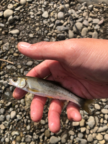 ウグイの釣果