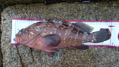 アコウの釣果