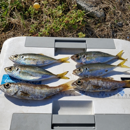 ムツの釣果