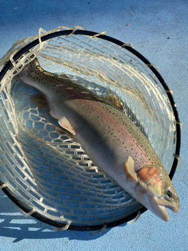 ニジマスの釣果