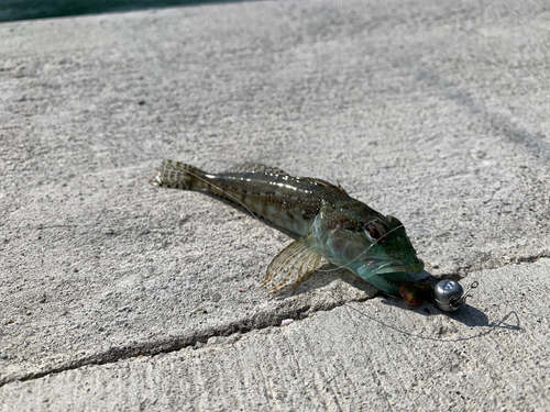 アナハゼの釣果