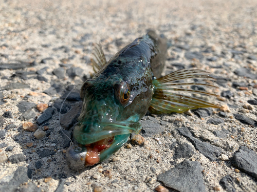 アナハゼの釣果