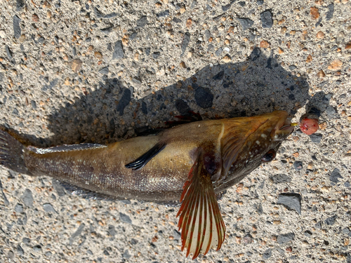 アイナメの釣果