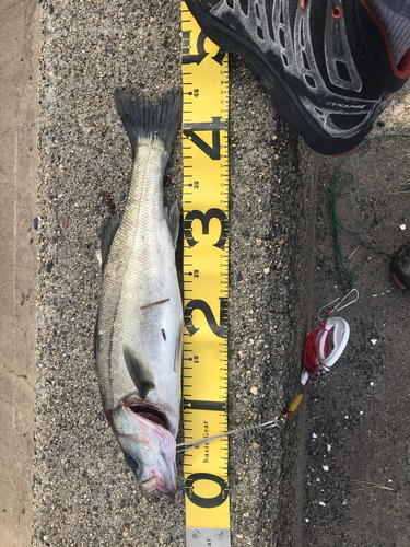 シーバスの釣果