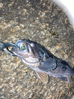 クロソイの釣果